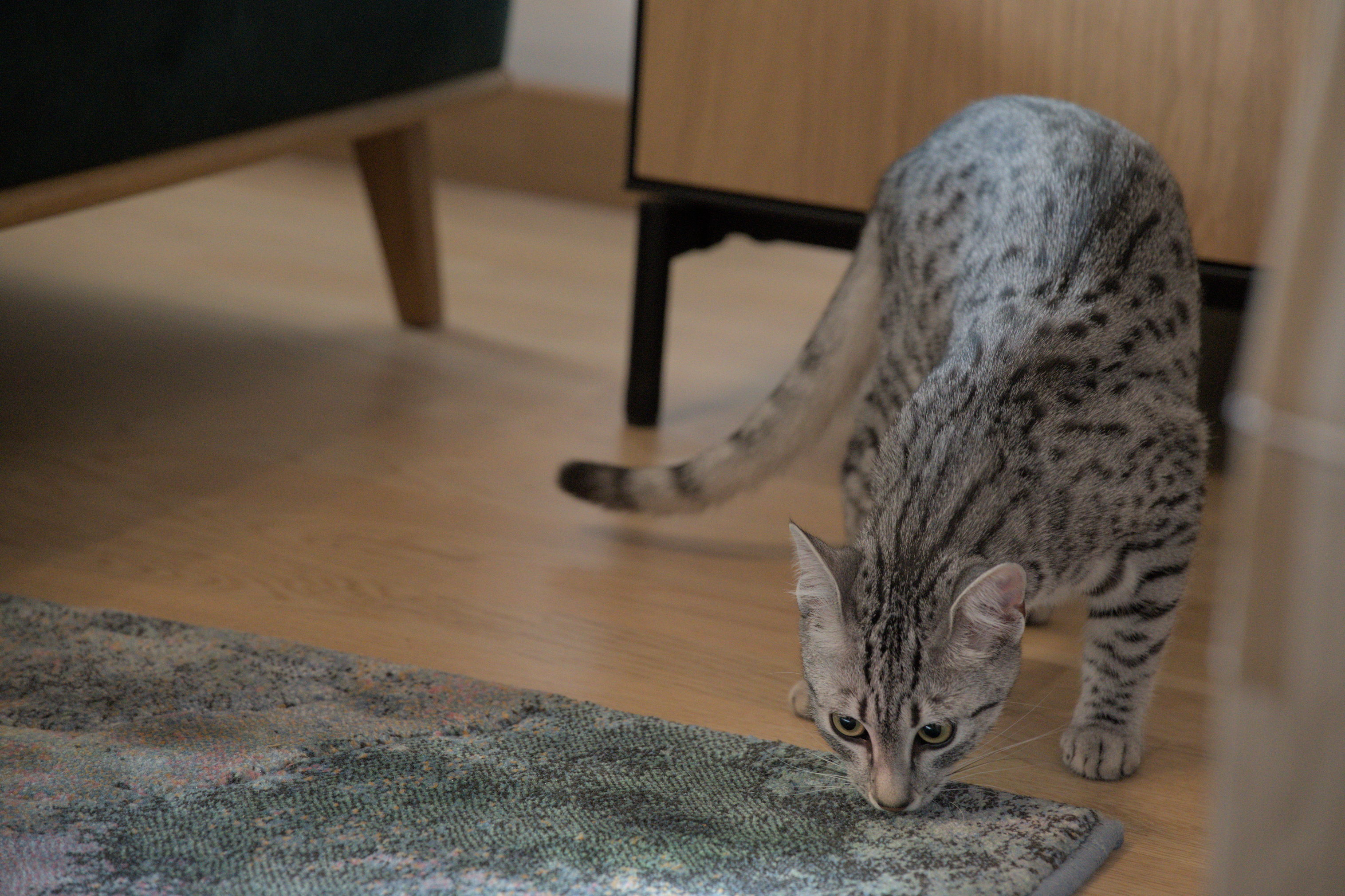 2025/10/12 - cats/DSC_0044.jpg